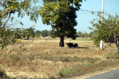 CAMPO (36)  LABRANZA